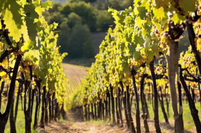 Oenophile Adventures: Off-the-Beaten-Path Wine Regions to Explore